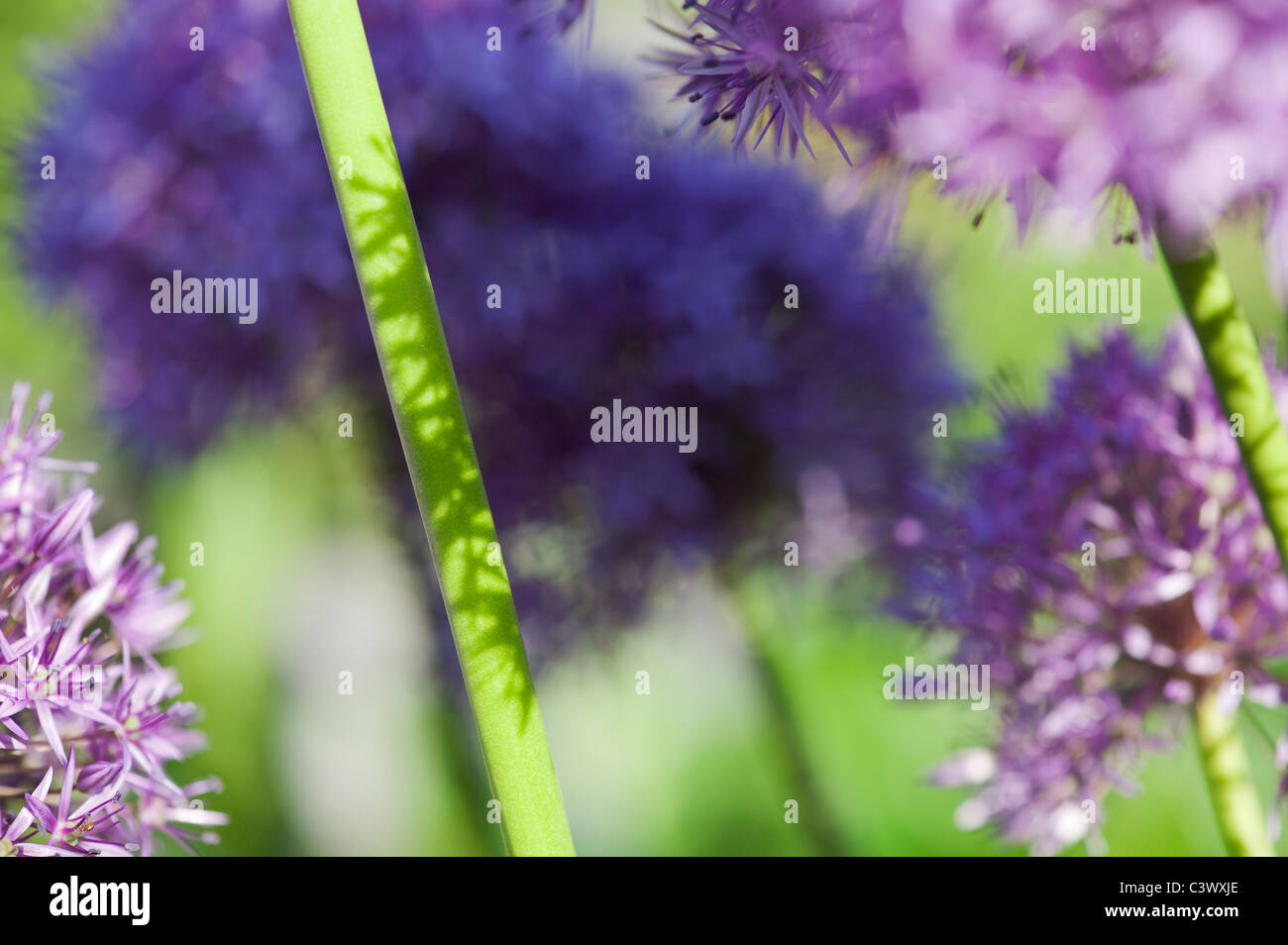 Allium 'Globemaster'. Blumen Stengel Sonnenlicht und Schatten abstrakt Stockfoto