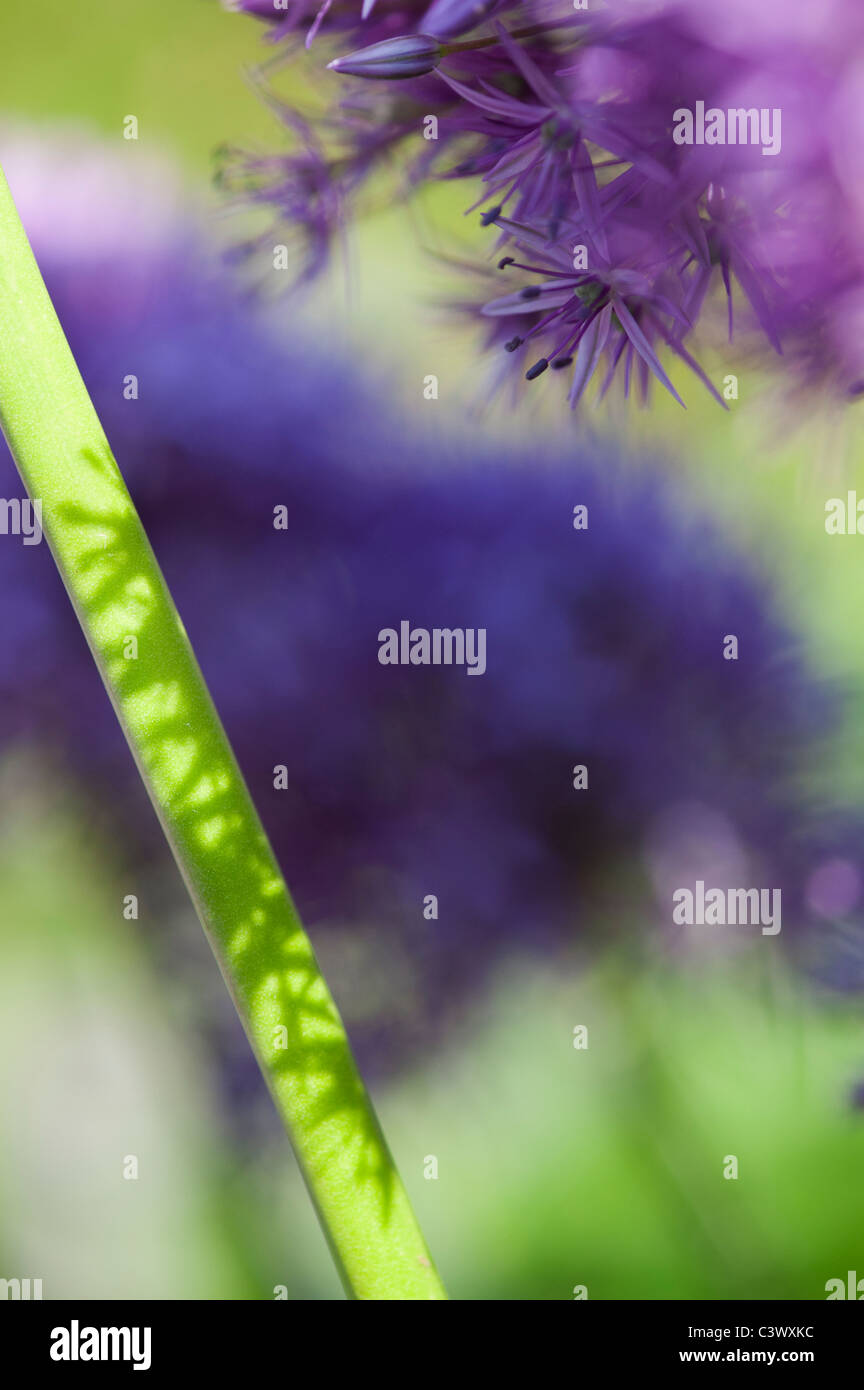 Allium 'Globemaster'. Blumen Stengel Sonnenlicht und Schatten abstrakt Stockfoto