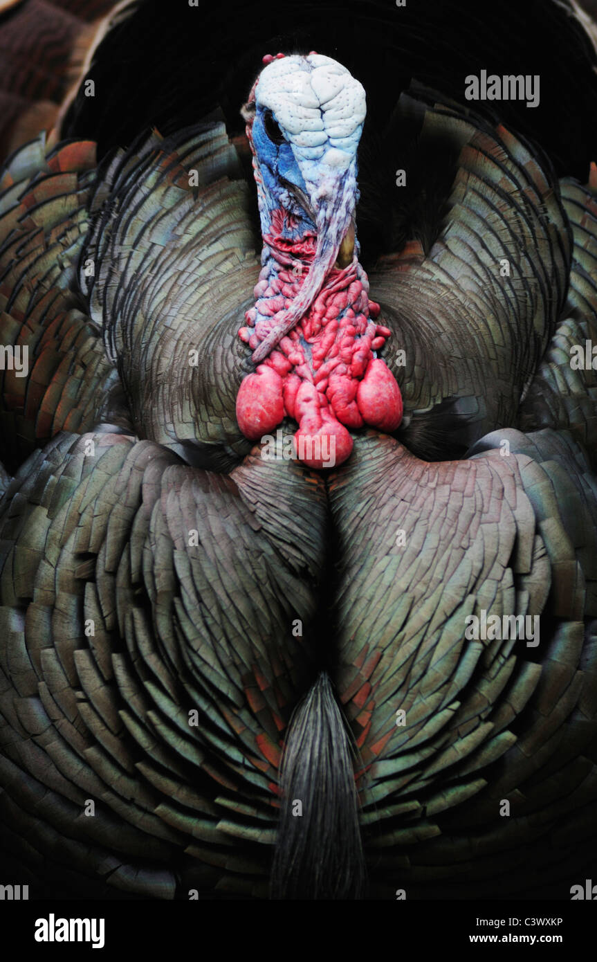 Wilder Truthahn (Meleagris Gallopavo), männliche anzeigen, New Braunfels, San Antonio, Hill Country, Zentral-Texas, USA Stockfoto