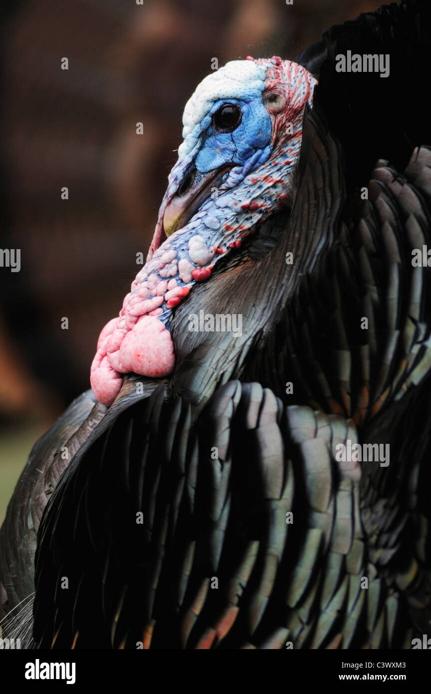 Wilder Truthahn (Meleagris Gallopavo), männliche anzeigen, New Braunfels, San Antonio, Hill Country, Zentral-Texas, USA Stockfoto