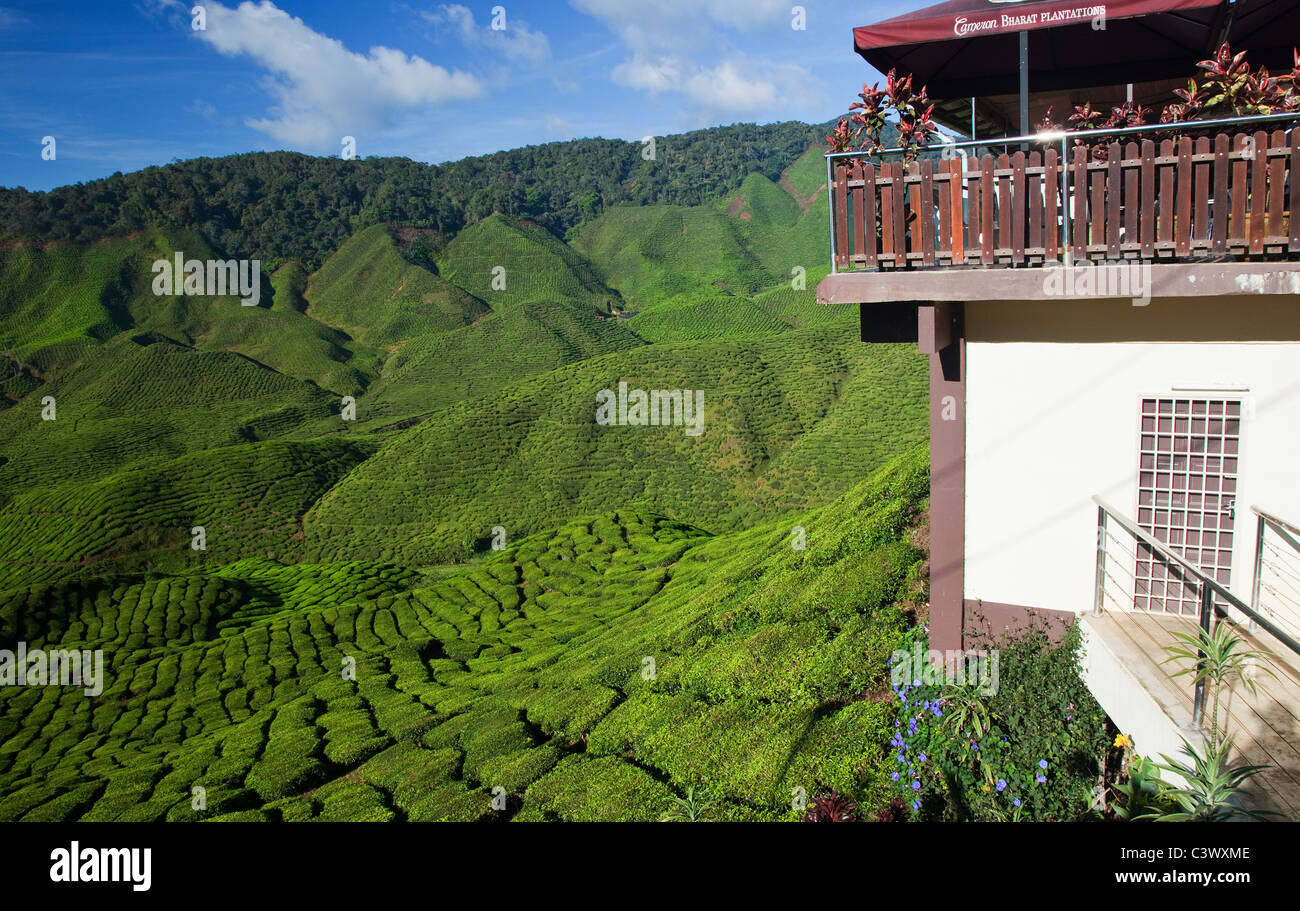 Tee-Plantage, Malaysia Stockfoto