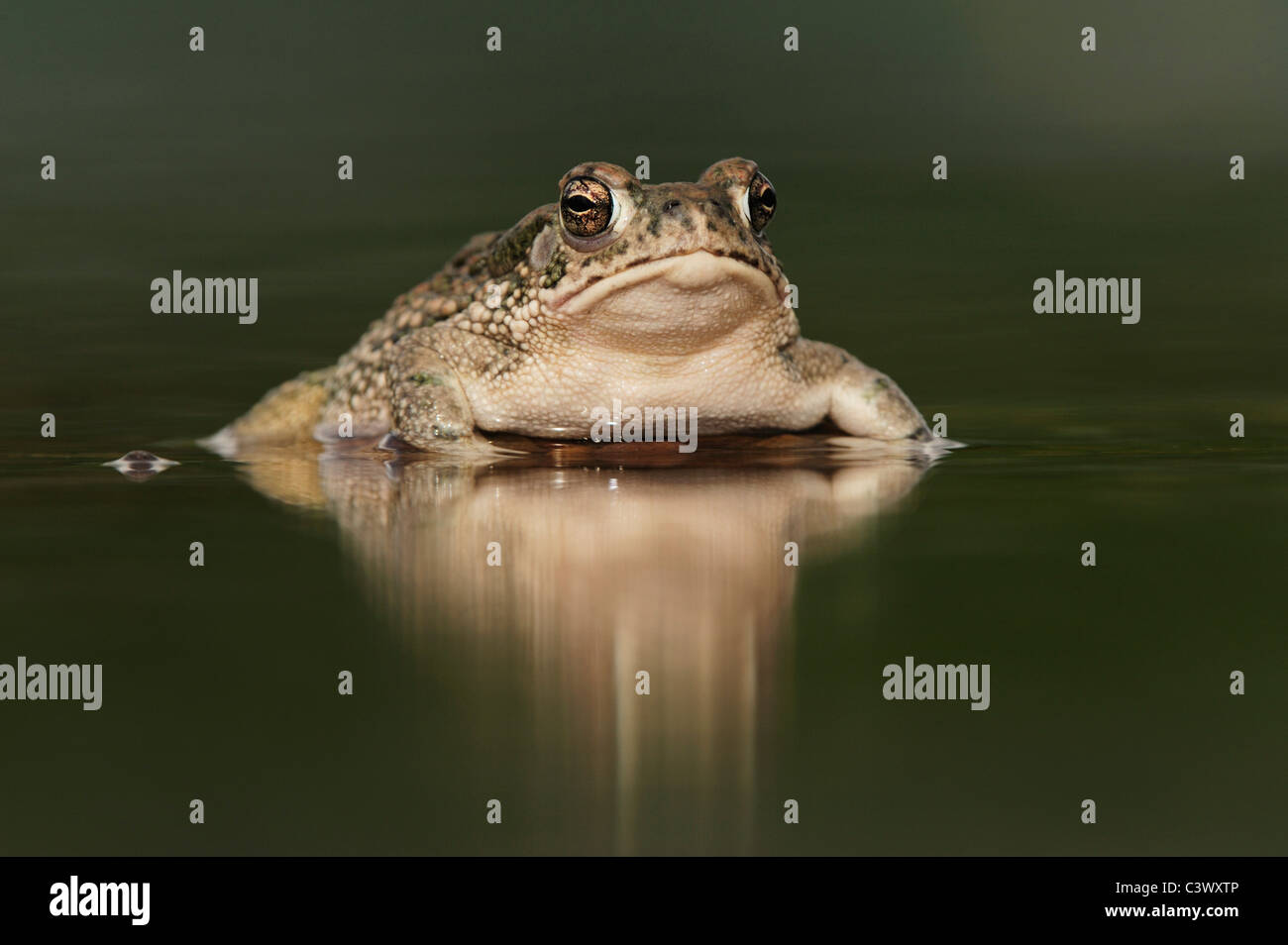 Bufo speciosus amphibie Fotos und Bildmaterial in hoher Auflösung Alamy