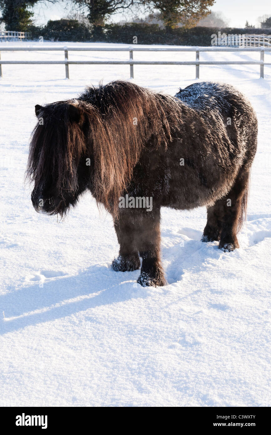 Eine robuste native Pony stehen im Winterschnee UK Stockfoto