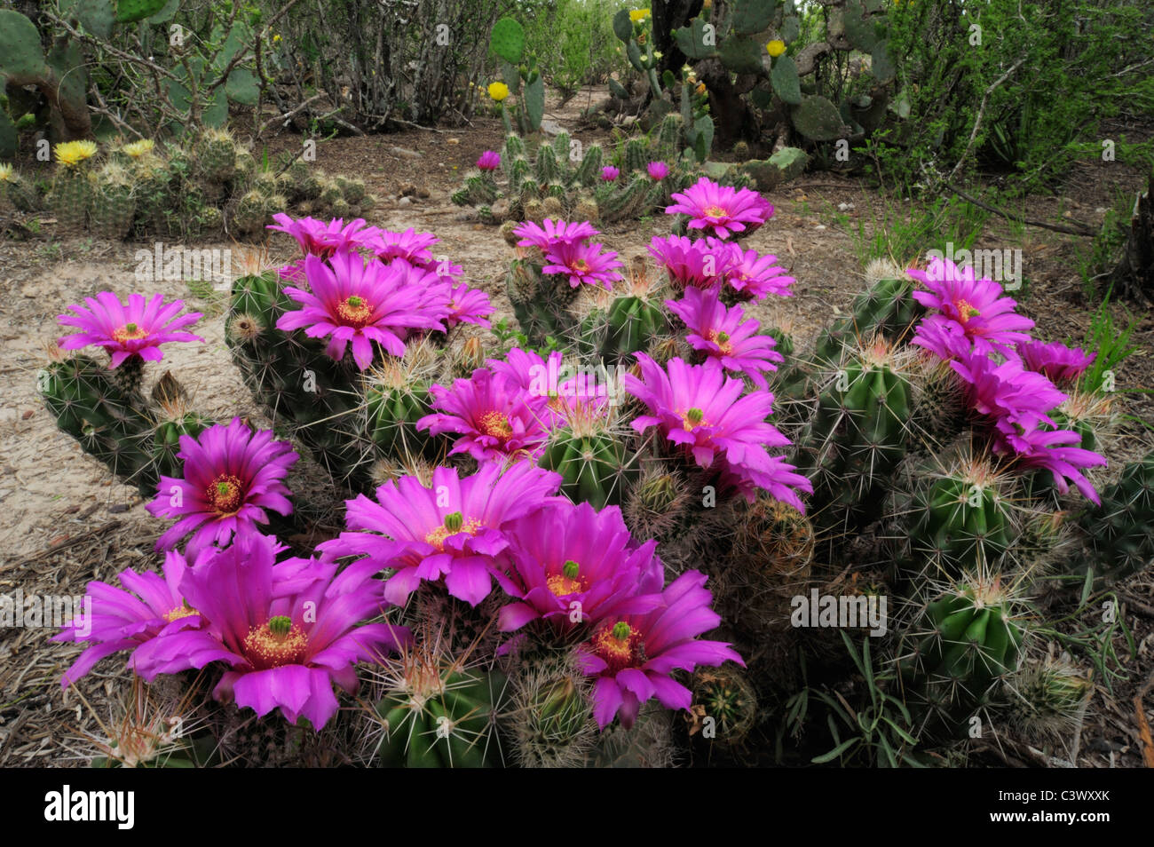 Erdbeere Igel Kaktus (Echinocereus Enneacanthus), blühen, Laredo, Webb County, South Texas, USA Stockfoto