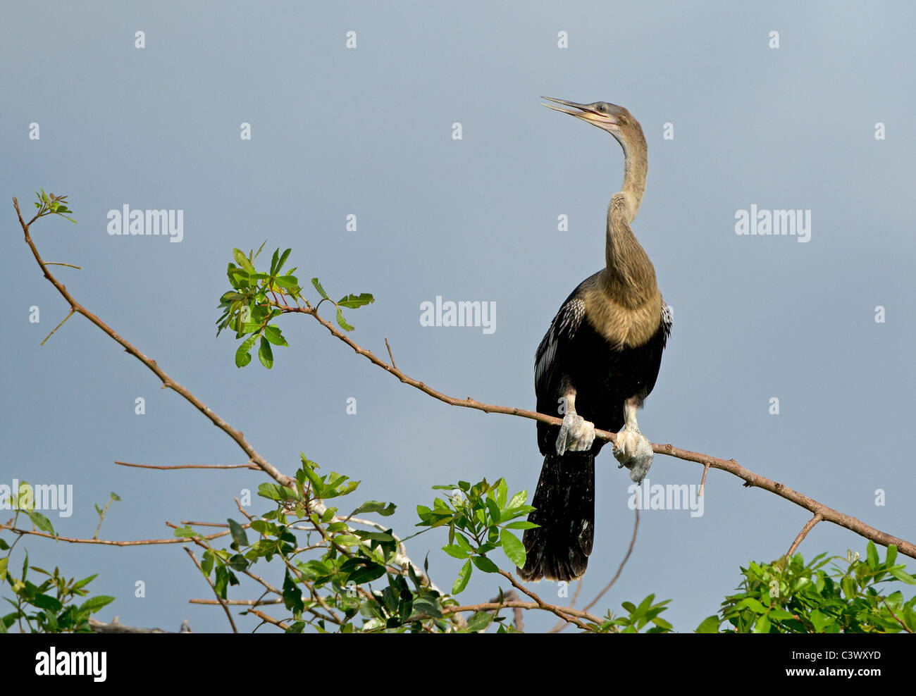 Amerikanische Anhinga am Nest Website, Venedig Rookery, Florida. Stockfoto