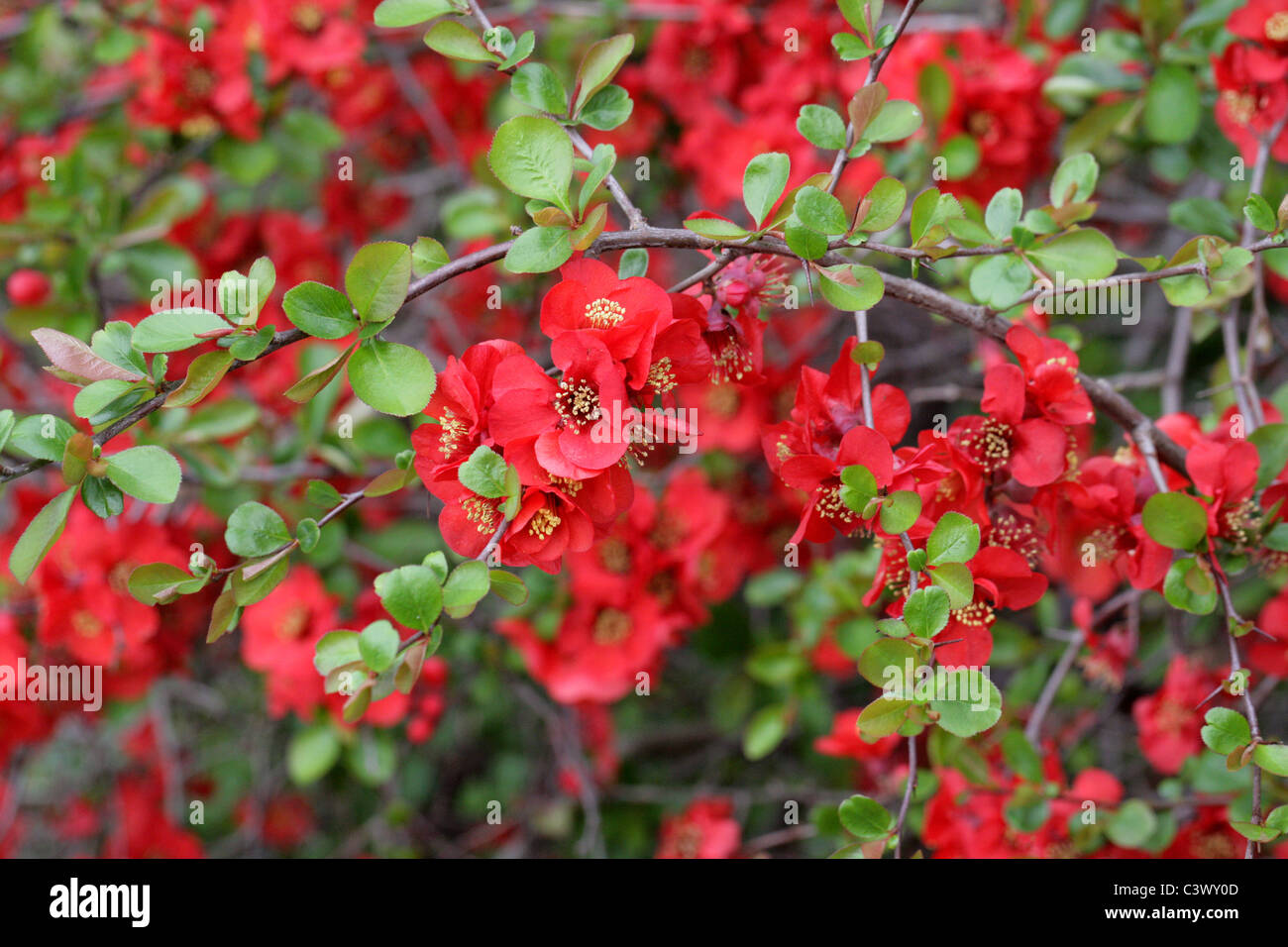 Japanische Quitte oder blühende Quitte, Chaenomeles X superba "Crimson and Gold", Rosengewächse. Stockfoto