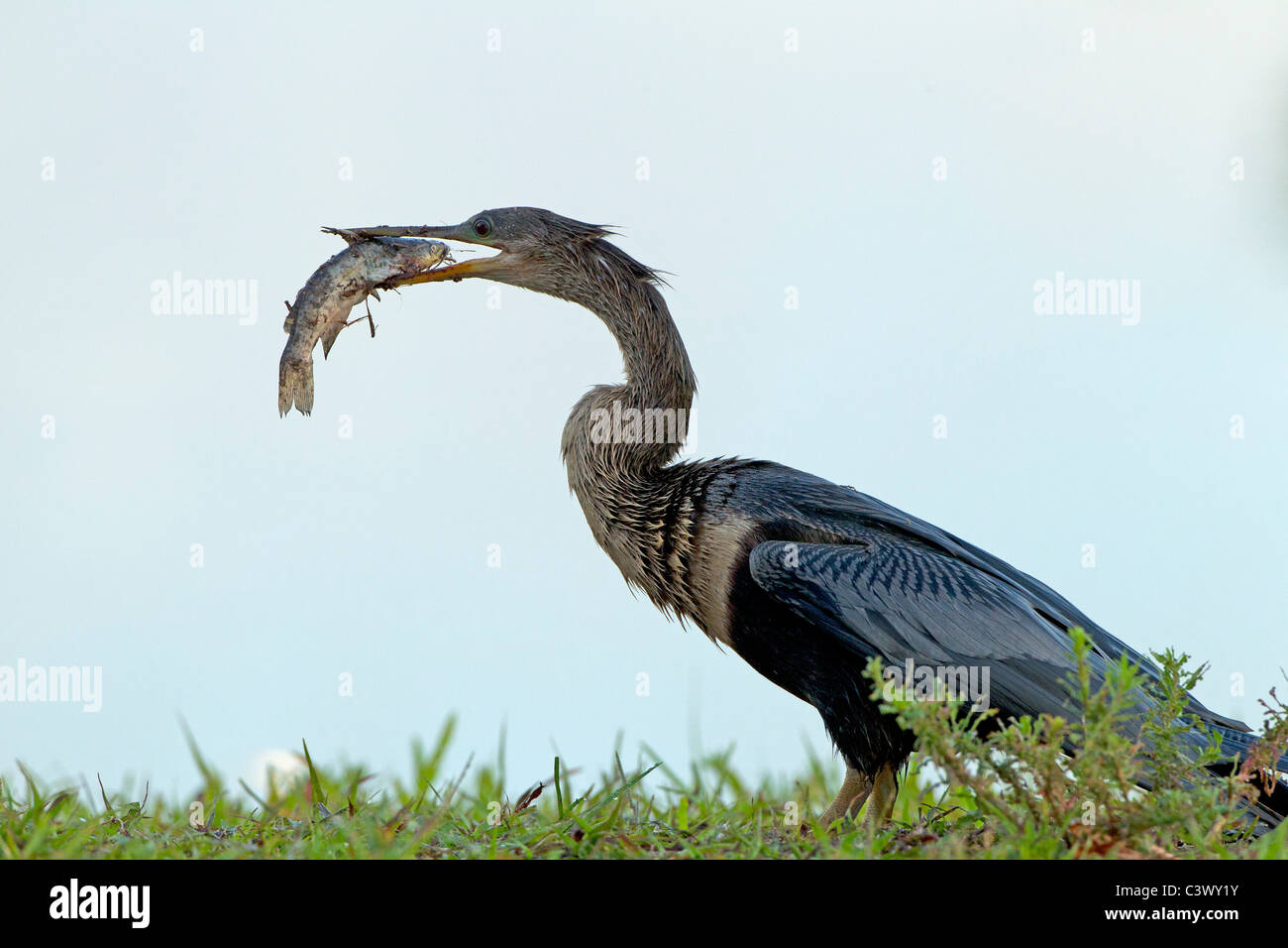 Amerikanische Anhinga mit Fisch, Venedig Rookery, Florida Stockfoto