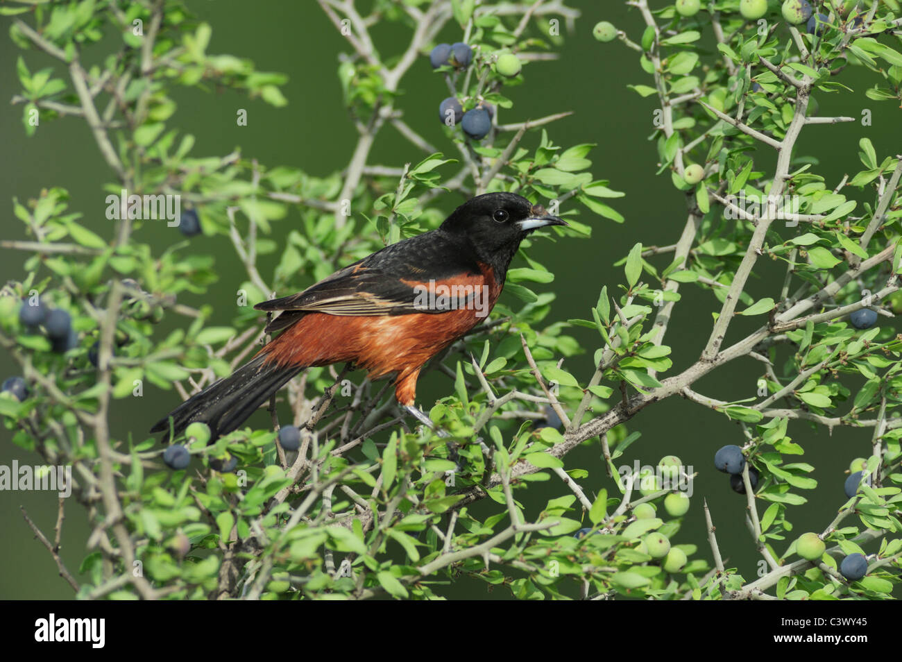 Obstgarten Oriole (Ikterus Spurius), männliche Essen Beeren, Laredo, Webb County, South Texas, USA Stockfoto
