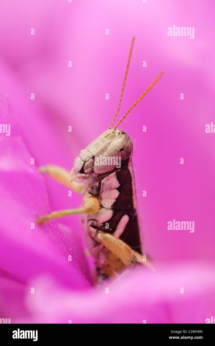 Heuschrecke (Feldheuschrecken), Erwachsene auf Erdbeere Igel (Echinocereus Enneacanthus) Blüte, Laredo, Webb County, South Texas, USA Stockfoto