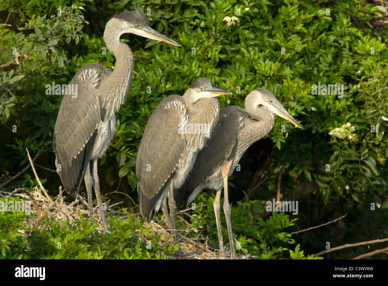 Great Blue Heron Küken in Venedig Rookery, Florida Stockfoto
