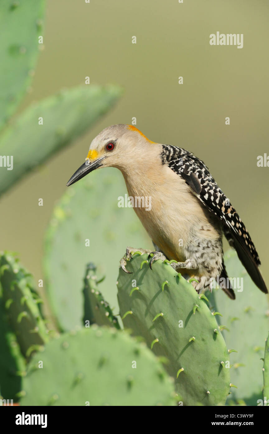 Golden-fronted Specht (Melanerpes Aurifrons), Weiblich gehockt Texas Stachelige Birne Cactus(Opuntia engelmanni), Laredo, Texas Stockfoto