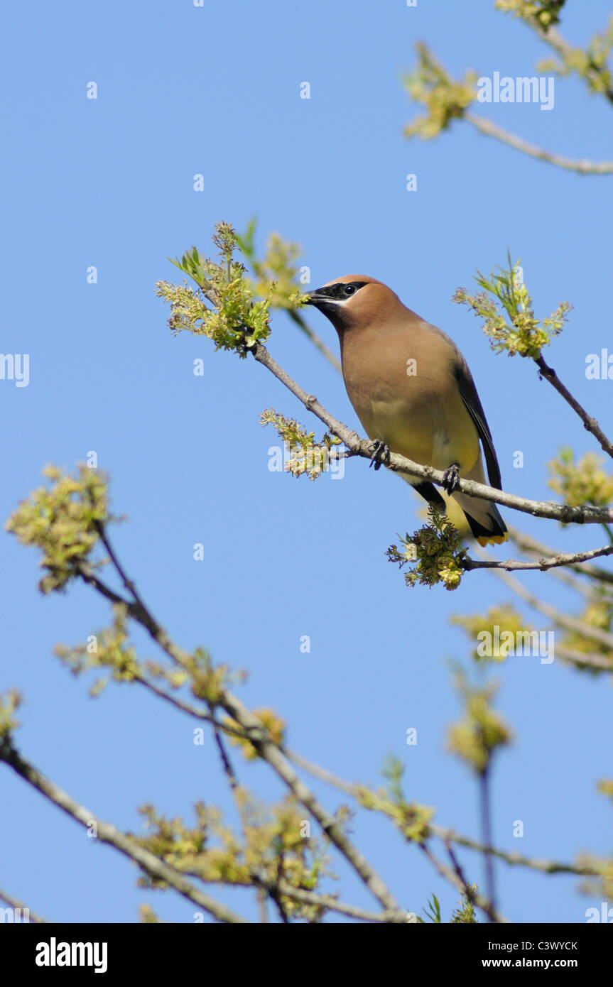 Zeder Seidenschwanz (Bombycilla Cedrorum), Erwachsene ernähren sich von Pecan Baum Blumen (Carya Illinoinensis), New Braunfels, Texas Stockfoto