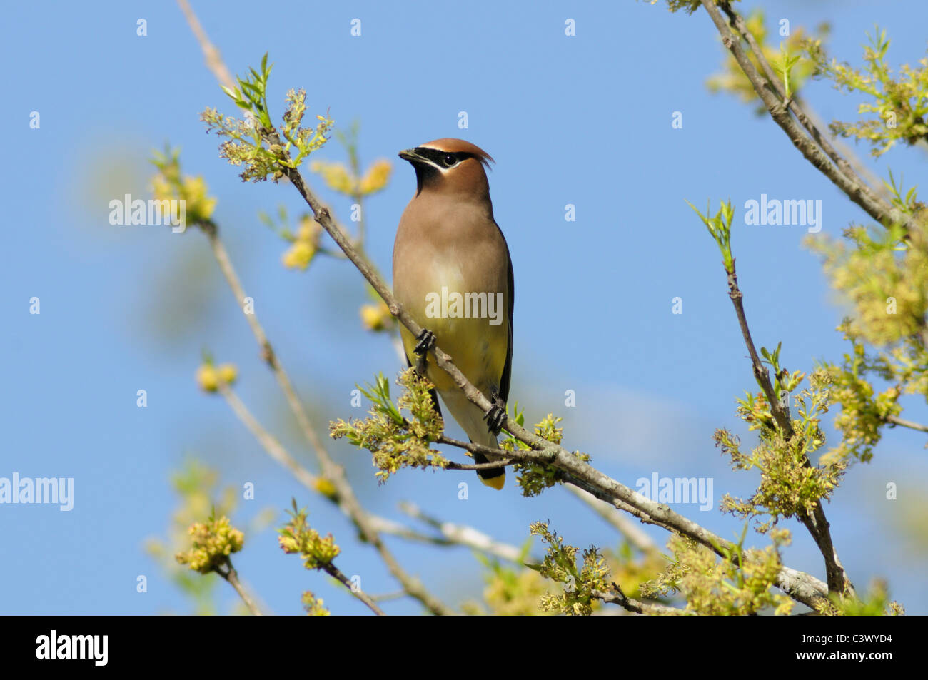 Zeder Seidenschwanz (Bombycilla Cedrorum), Erwachsene ernähren sich von Pecan Baum Blumen (Carya Illinoinensis), New Braunfels, Texas Stockfoto