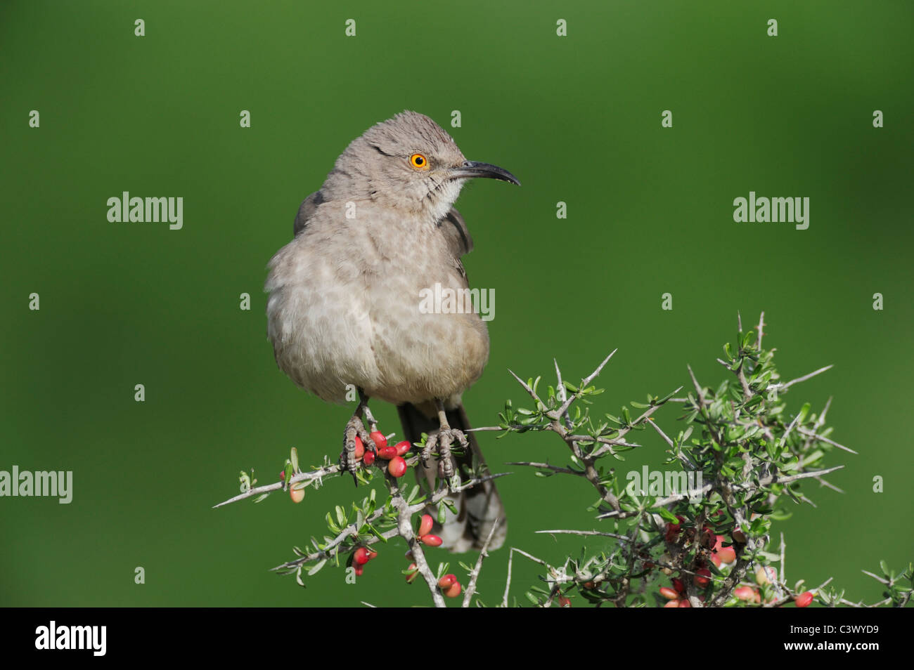 Kurve-billed Thrasher (Toxostoma Curvirostre), Erwachsene thront, Süden von Laredo, Webb County, Texas, USA Stockfoto