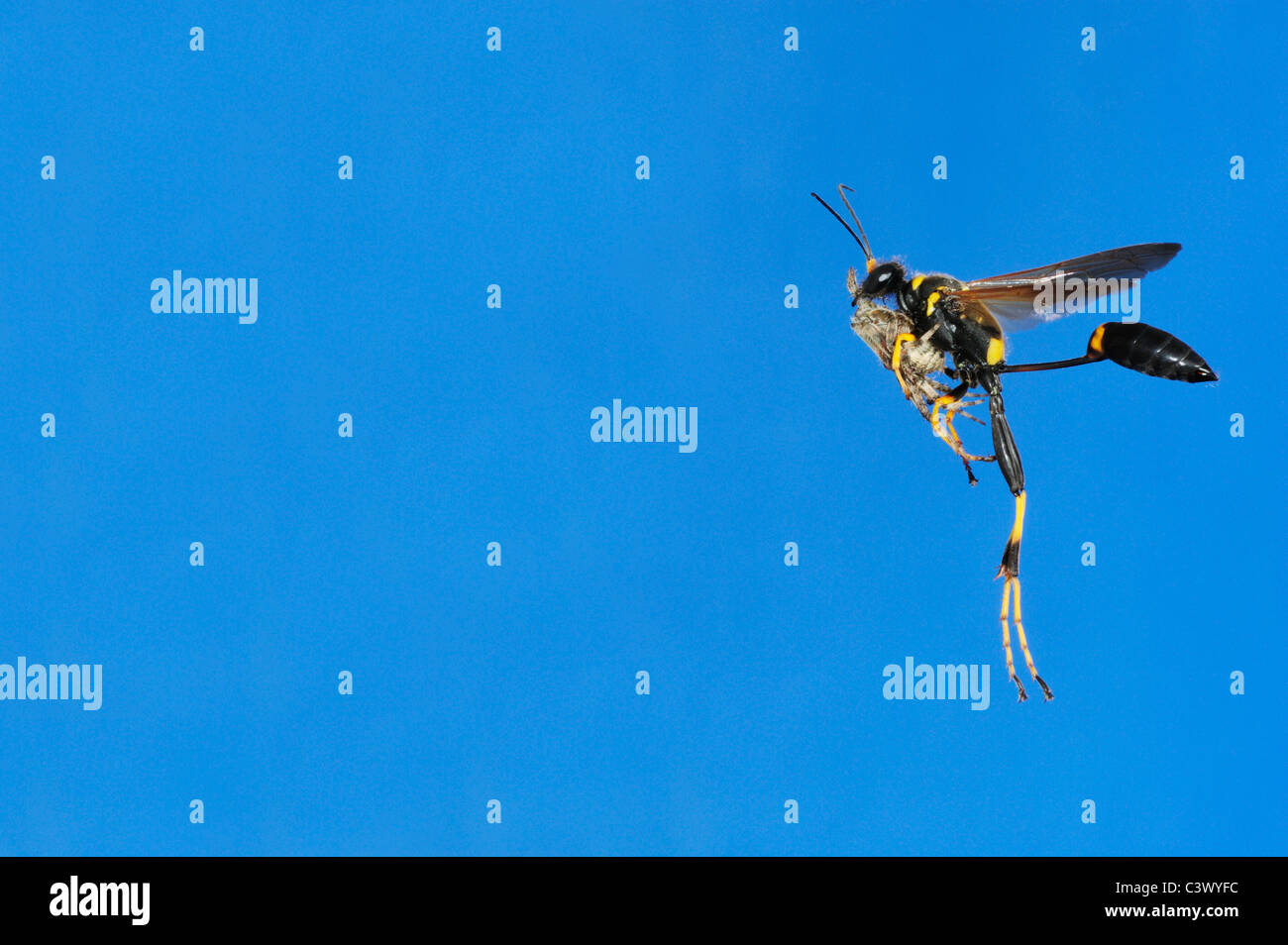 Schwarz und gelb Schlamm Dauber (Sceliphron Caementarium), weibliche im Flug mit Spinne Beute, Comal County, Hill Country, Texas Stockfoto