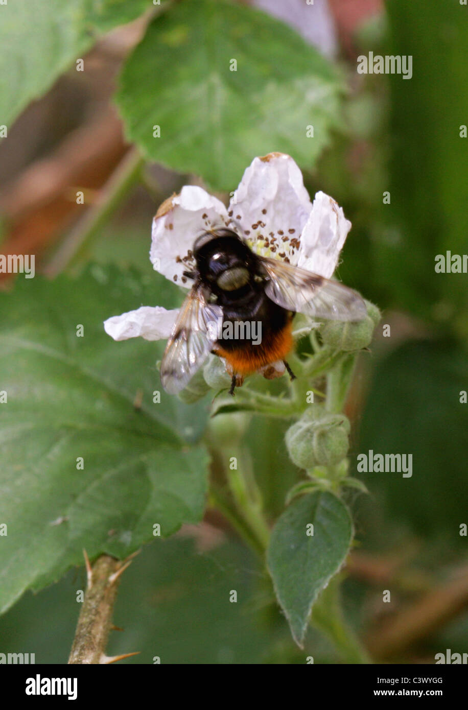 Hoverfly Volucella Bombylans, Syrphidae, Diptera. Eine Imitation der Rotschwanz-Hummel. Stockfoto