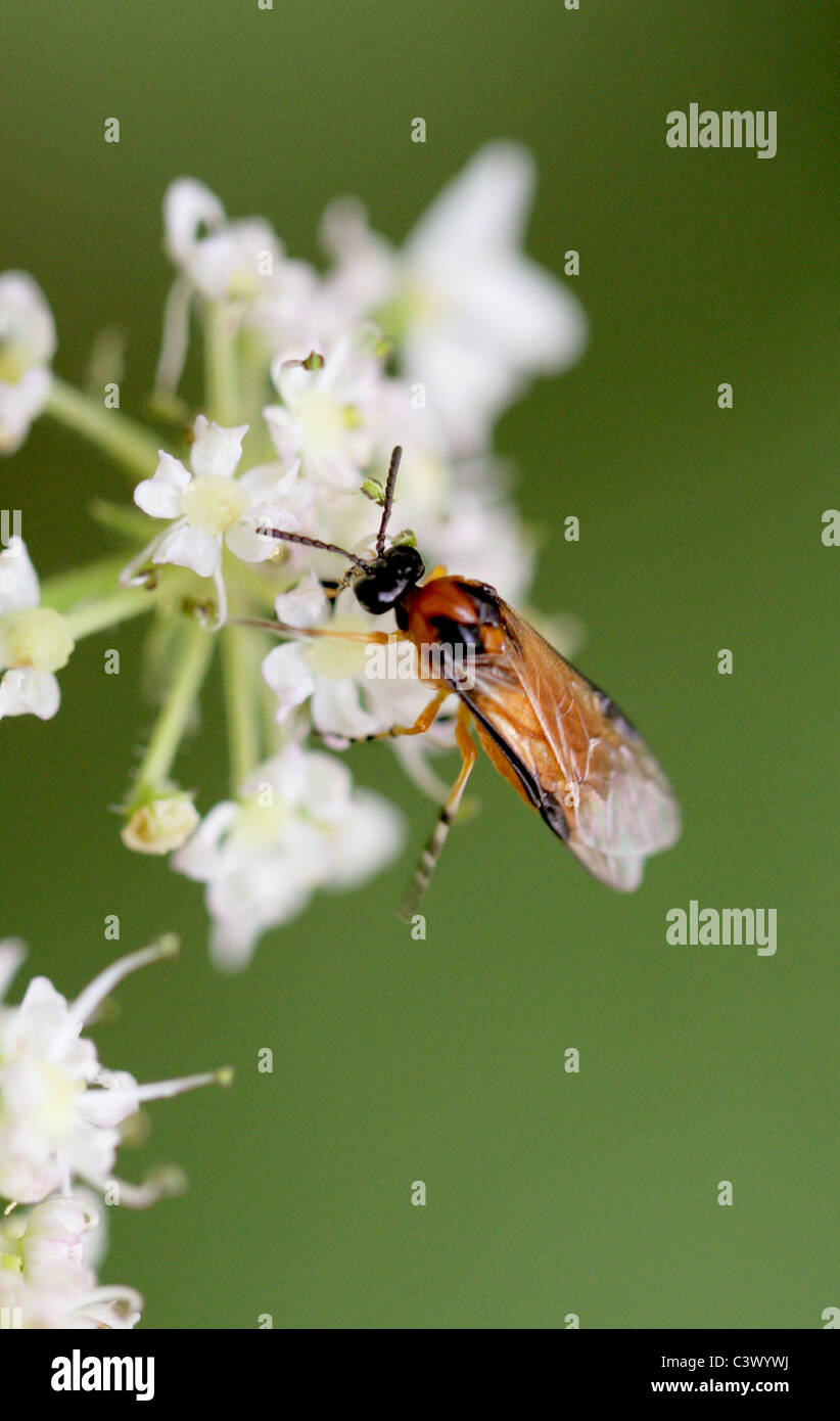 Rübe Blattwespen oder Raps Blattwespen, Athalia Rosae (Tenthredo Rosae), Tenthredinidae, Symphyta, Hymenoptera. Stockfoto