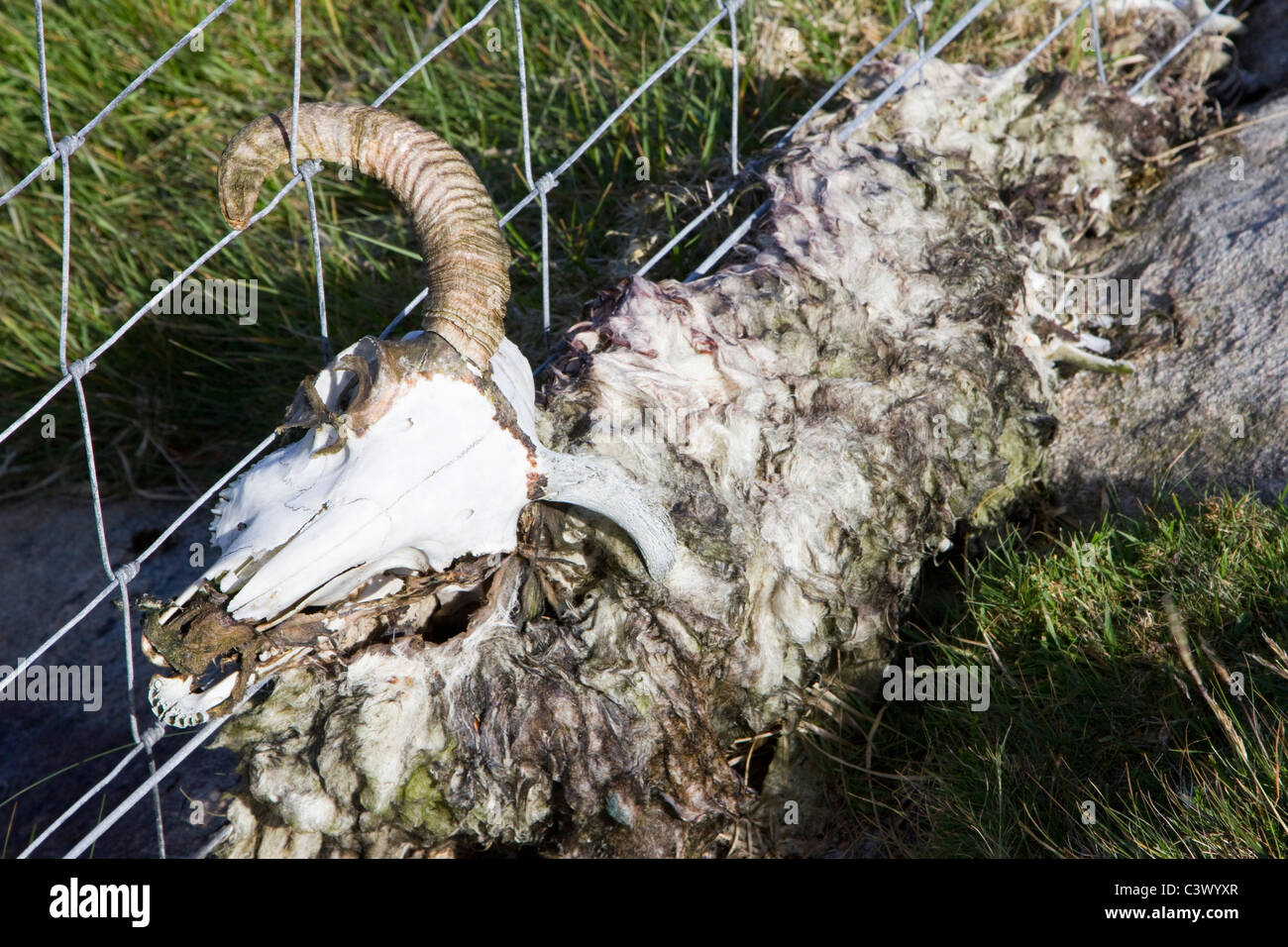 totes Schaf Hörner Zaun Isle of Barra Schottland gefangen Stockfoto