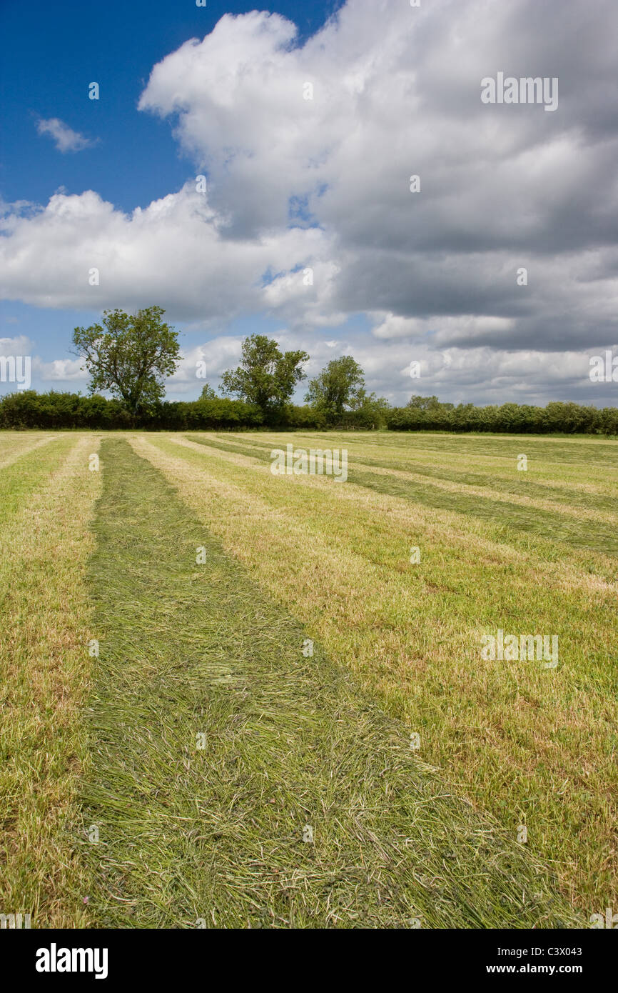 20.5.2011 Silage schneiden und bereit für das abspringen. Stockfoto