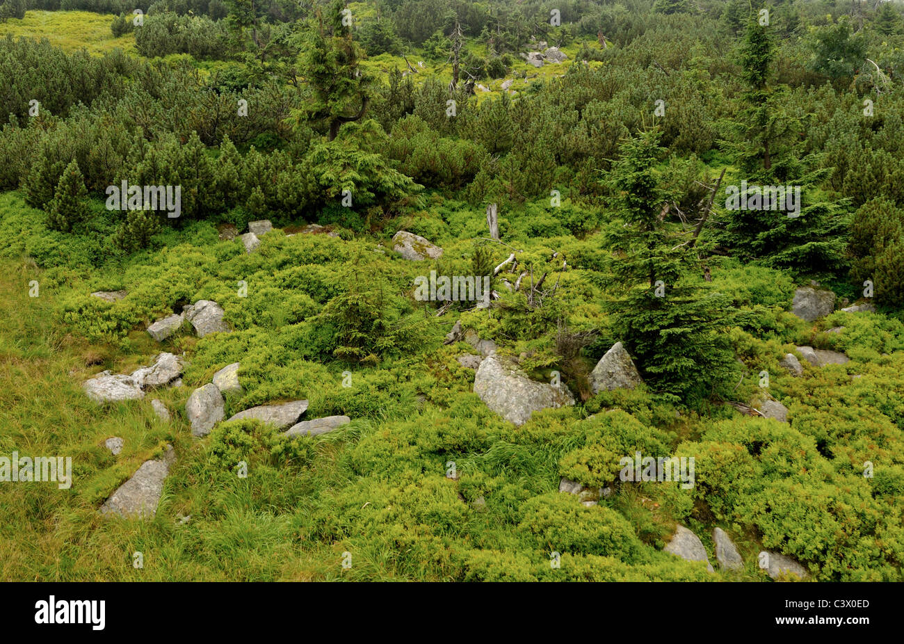 Zwerg-Bäume-Zone und Vegetation in den Bergen des Riesengebirges Stockfoto