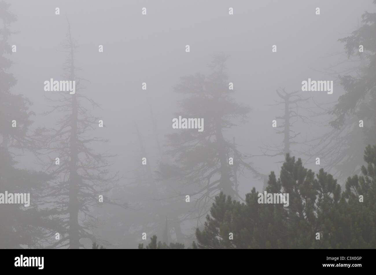 Tote Bäume im Mountain Nebel in der Zwerg Vegetationszone im Riesengebirge Stockfoto