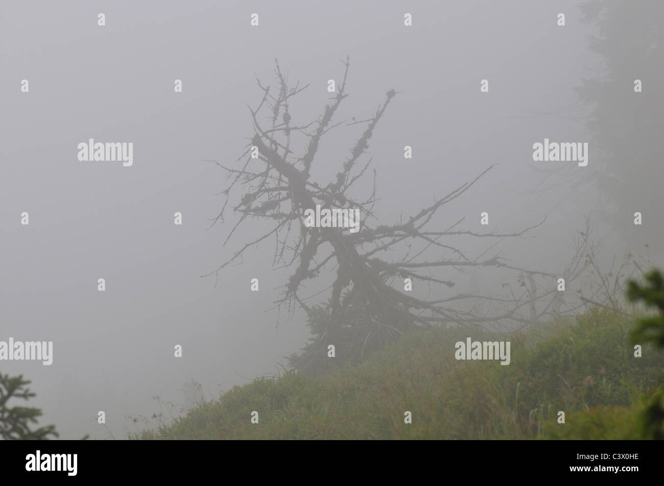 Toter Baum im Mountain Nebel in der Zwerg Vegetationszone im Riesengebirge Stockfoto