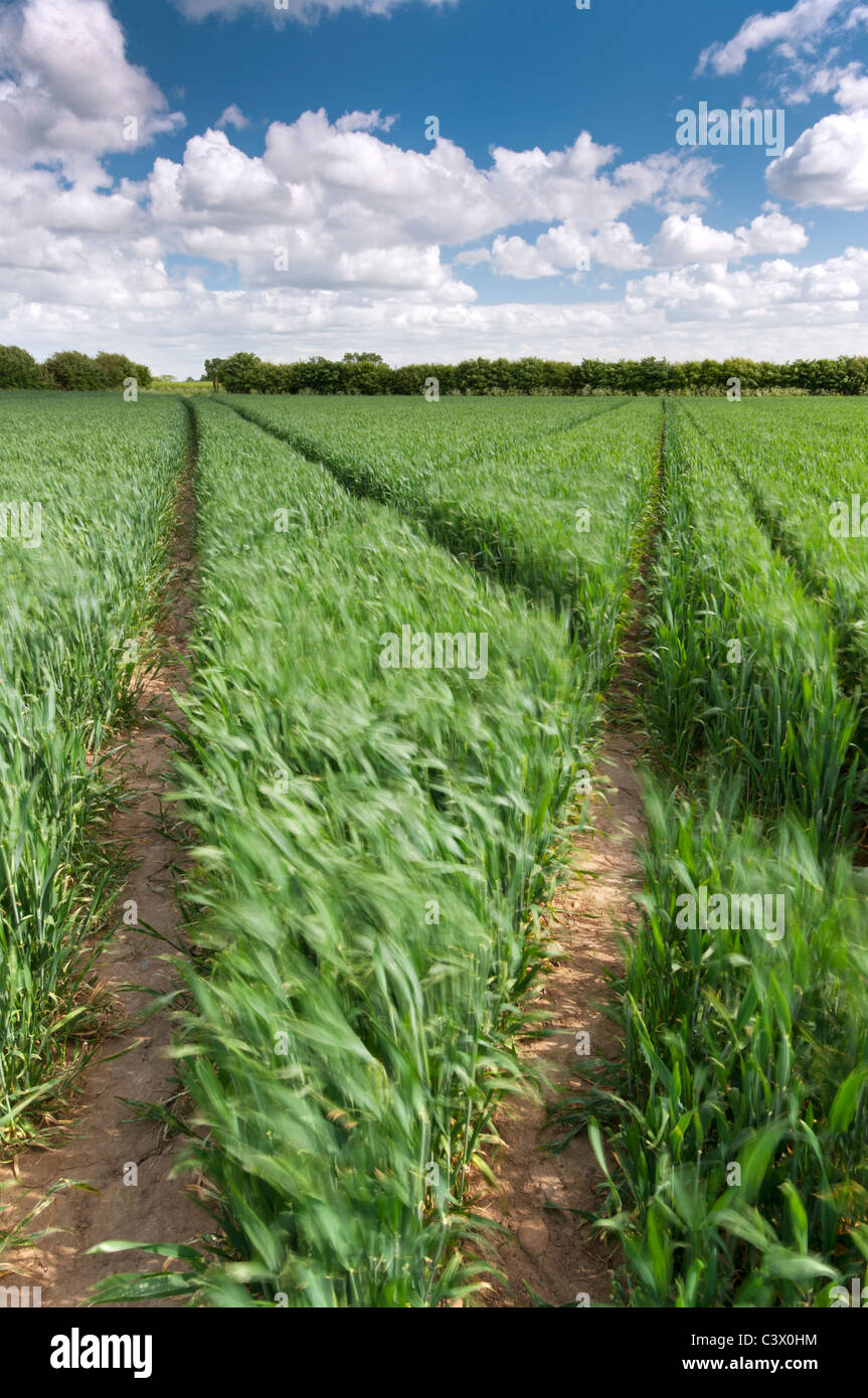 Der Mais wächst in einem Feld in der Nähe von Wysall, Nottinghamshire, Mai 2011. Stockfoto