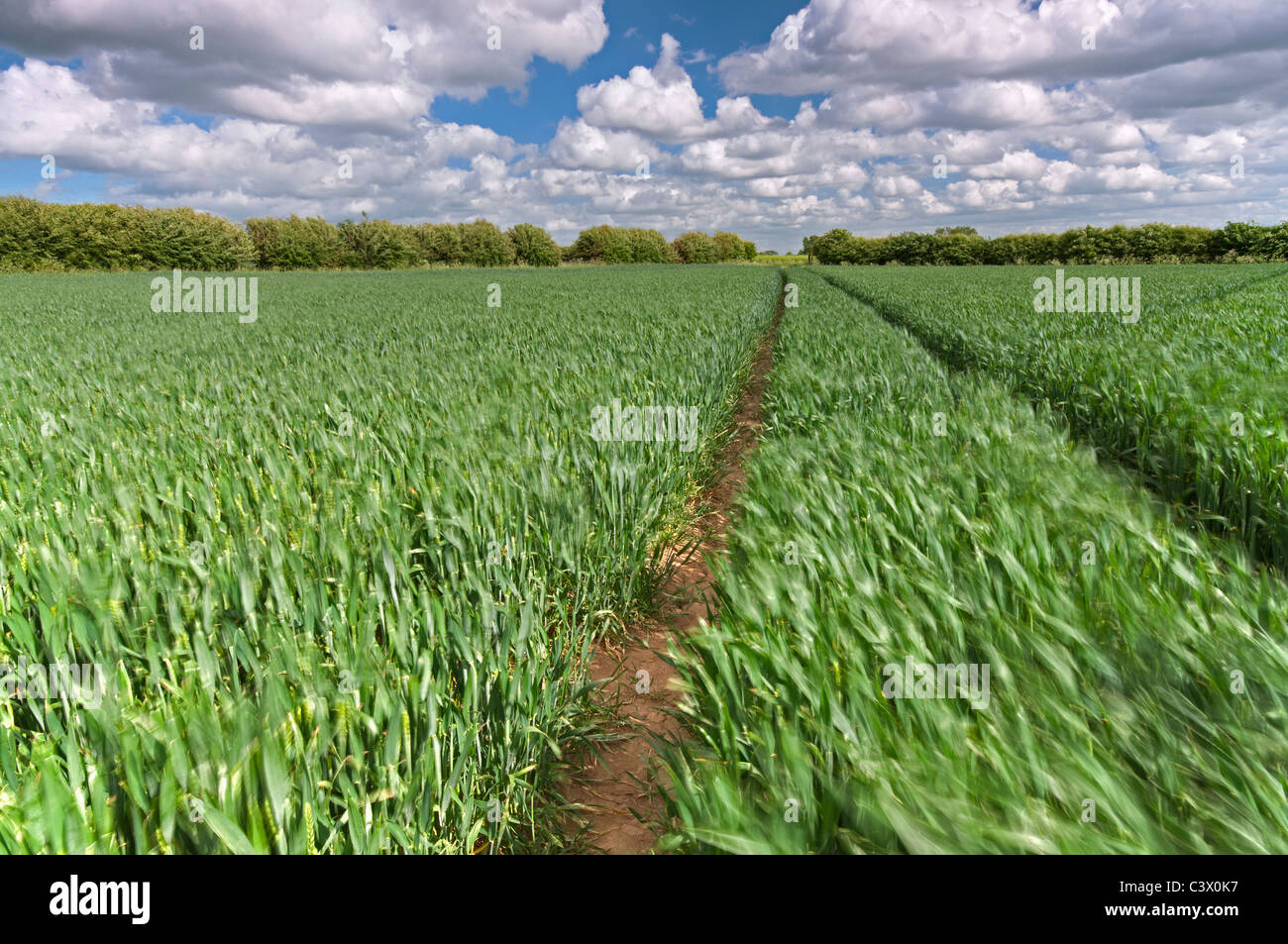 Der Mais wächst in einem Feld in der Nähe von Wysall, Nottinghamshire, Mai 2011. Stockfoto
