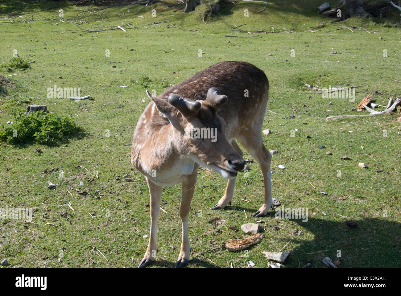 Der Damhirsch (Dama Dama) ist ein Wiederkäuer Säugetier aus der Familie Cervidae. Stockfoto