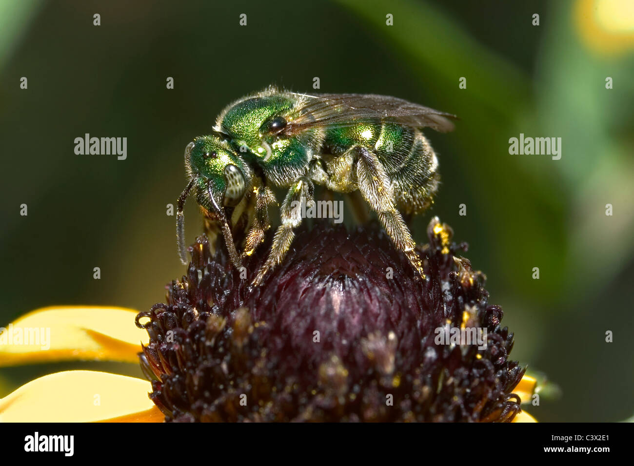 Eine metallische grüne Biene-Nectaring auf einem schwarzen Augen, Susan Blume, Agapostemon, Halictid Biene, Halictidae Stockfoto