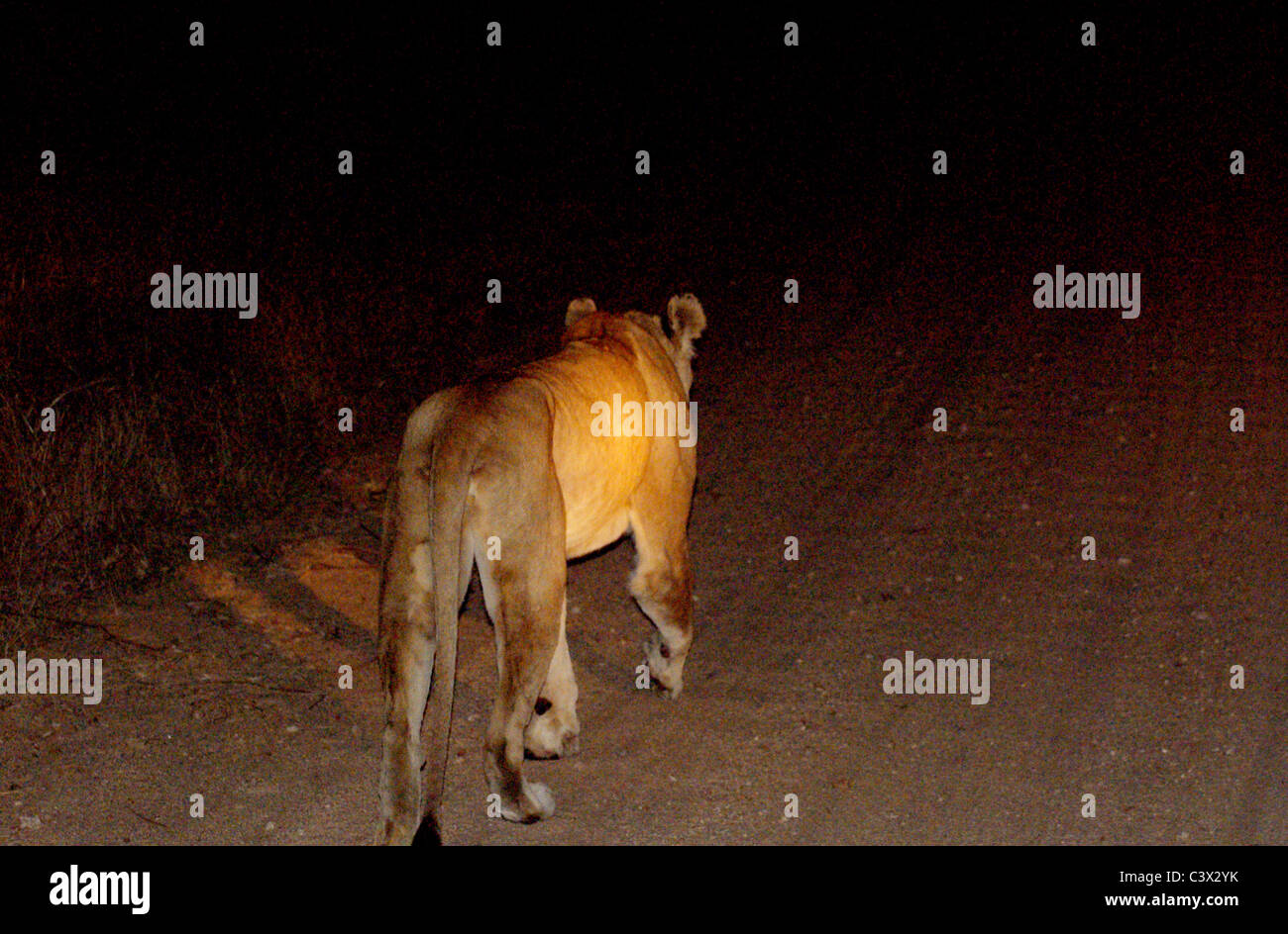 Löwe im Scheinwerfer Stockfoto