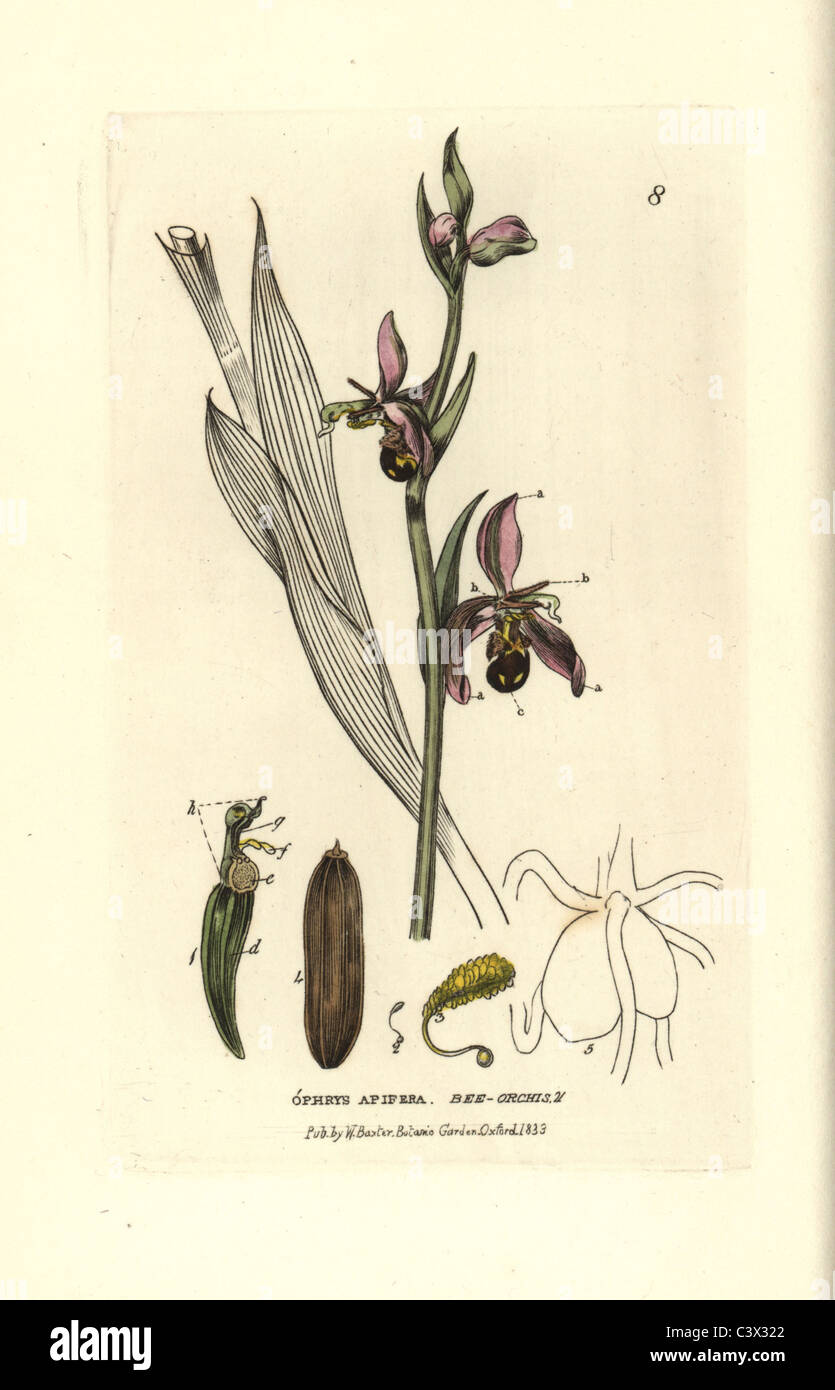 Biene Orchis, Ophrys Apidera. Stockfoto