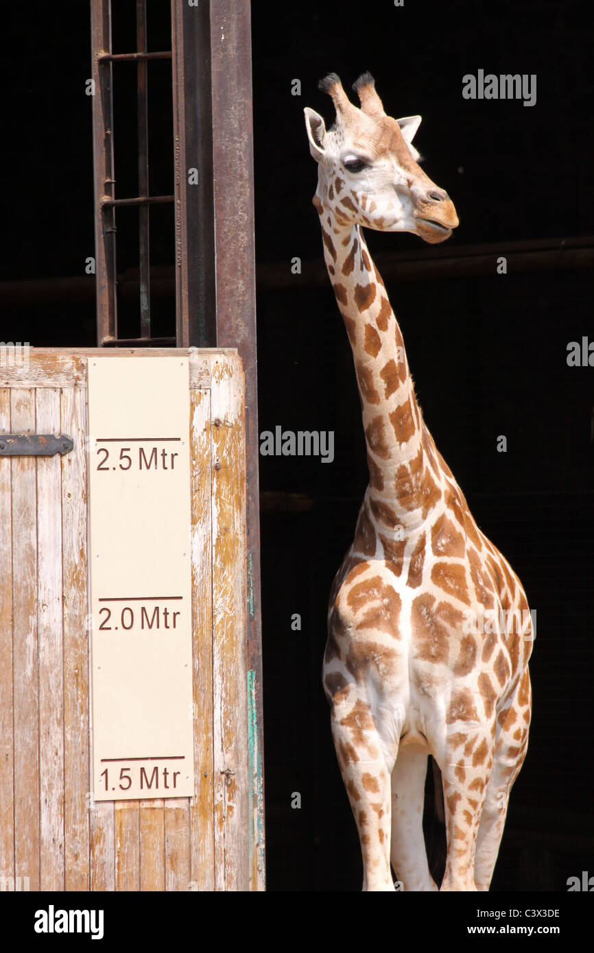 Rothschild-Giraffe stehend neben einem Höhe-Diagramm Stockfoto