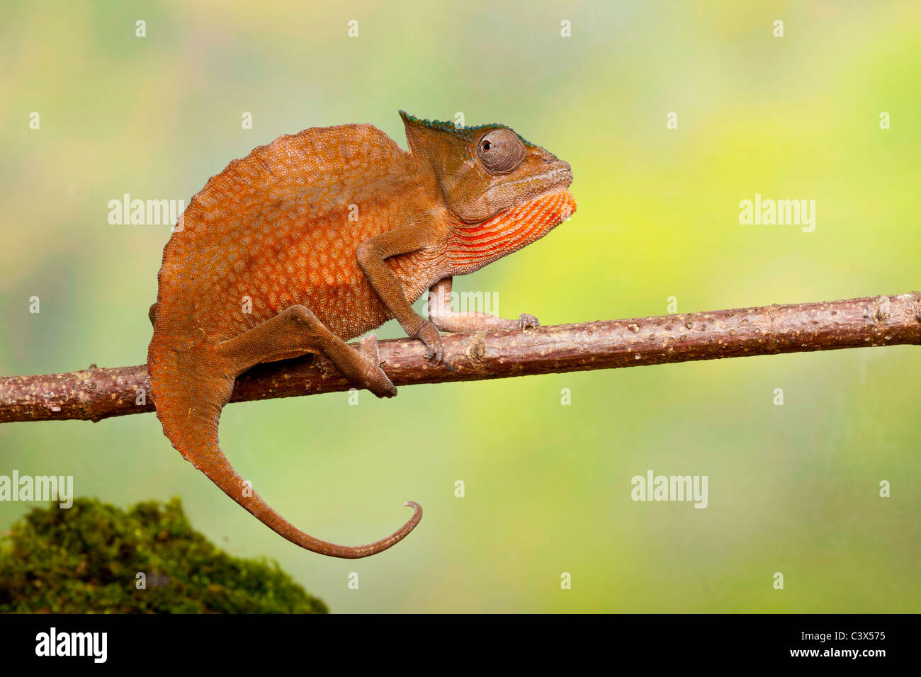 Crested Chamäleon, Trioceros Cristatus, früher Chamaeleo Cristatus, Männlich, West Afrika Stockfoto