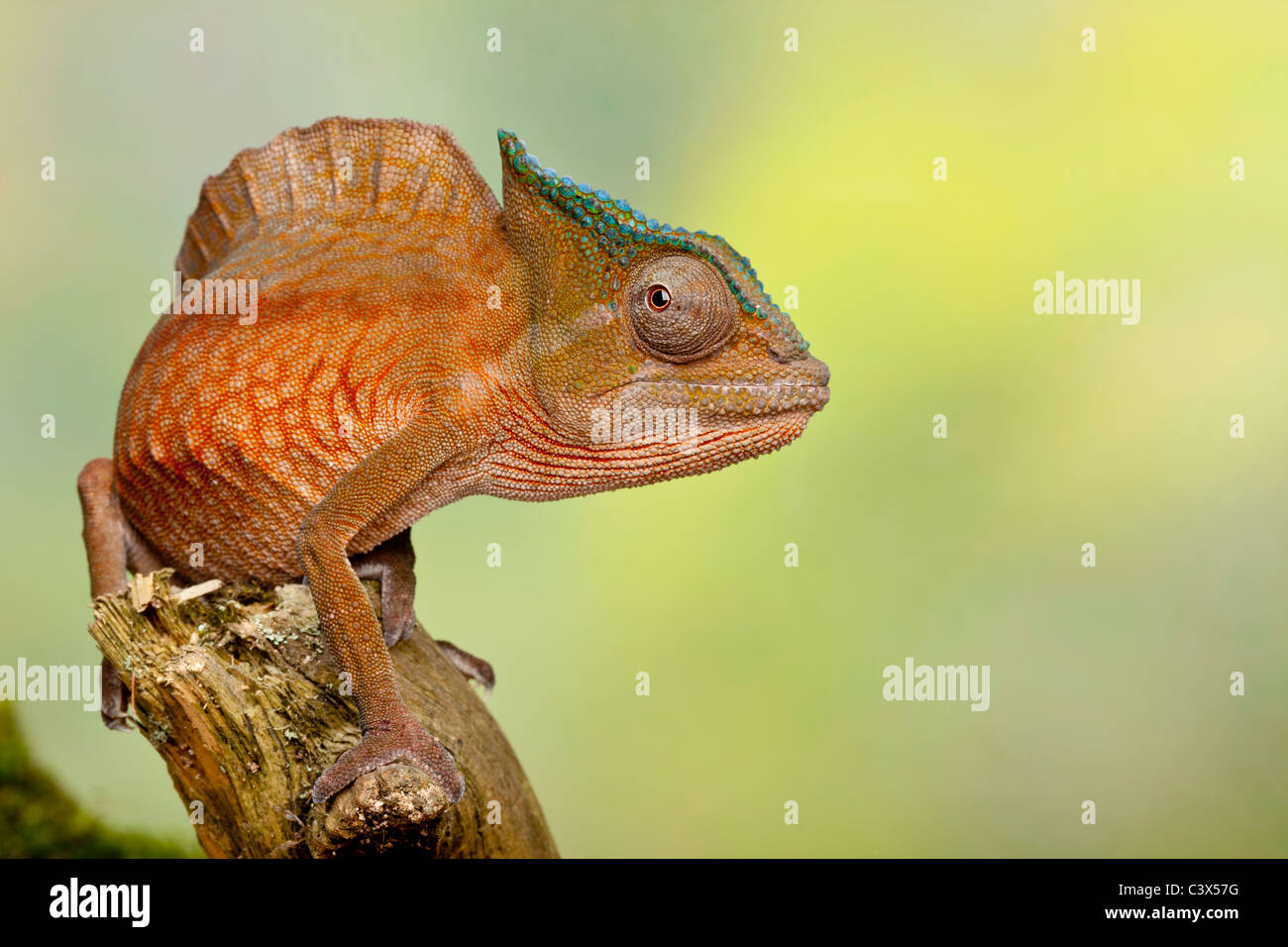 Crested Chamäleon, Trioceros Cristatus, früher Chamaeleo Cristatus, Männlich, West Afrika Stockfoto