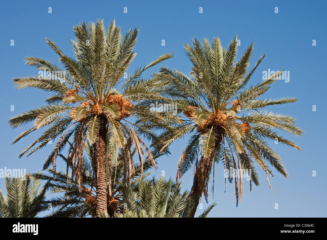Dattelpalme (Phoenix Dactylifera) mit Trauben von reife Datteln geerntet werden. Marokko. Stockfoto
