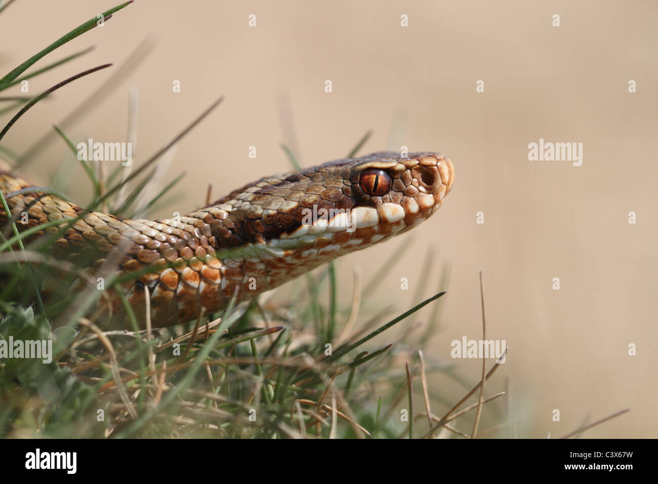 Addierer Schlange Viper Vipera Berus Europäischen Stockfoto