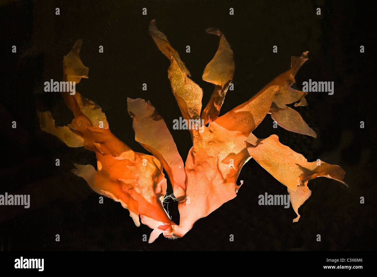 Algen im Wasser schwimmende Stockfoto