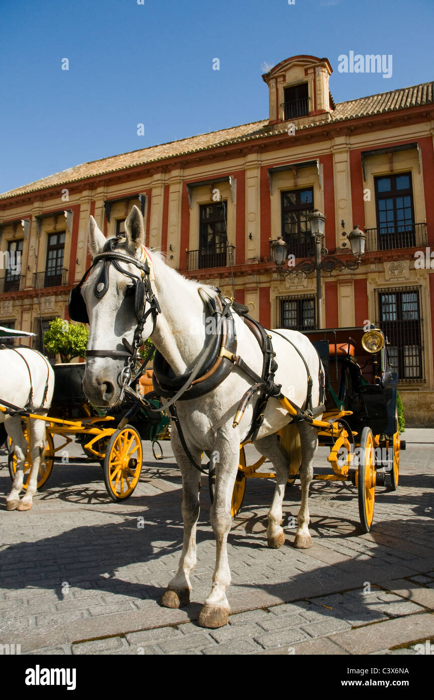 Pferde warten in der heißen Mittagssonne, Touristen in den Wagen durch die Straßen von Sevilla zu tragen. Stockfoto
