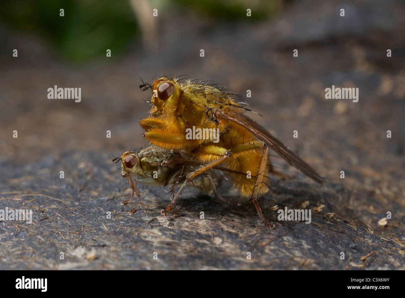 Gelber Kot fliegen, Scathophaga Stercoraria Paarung auf Kuh Pat, uk Stockfoto