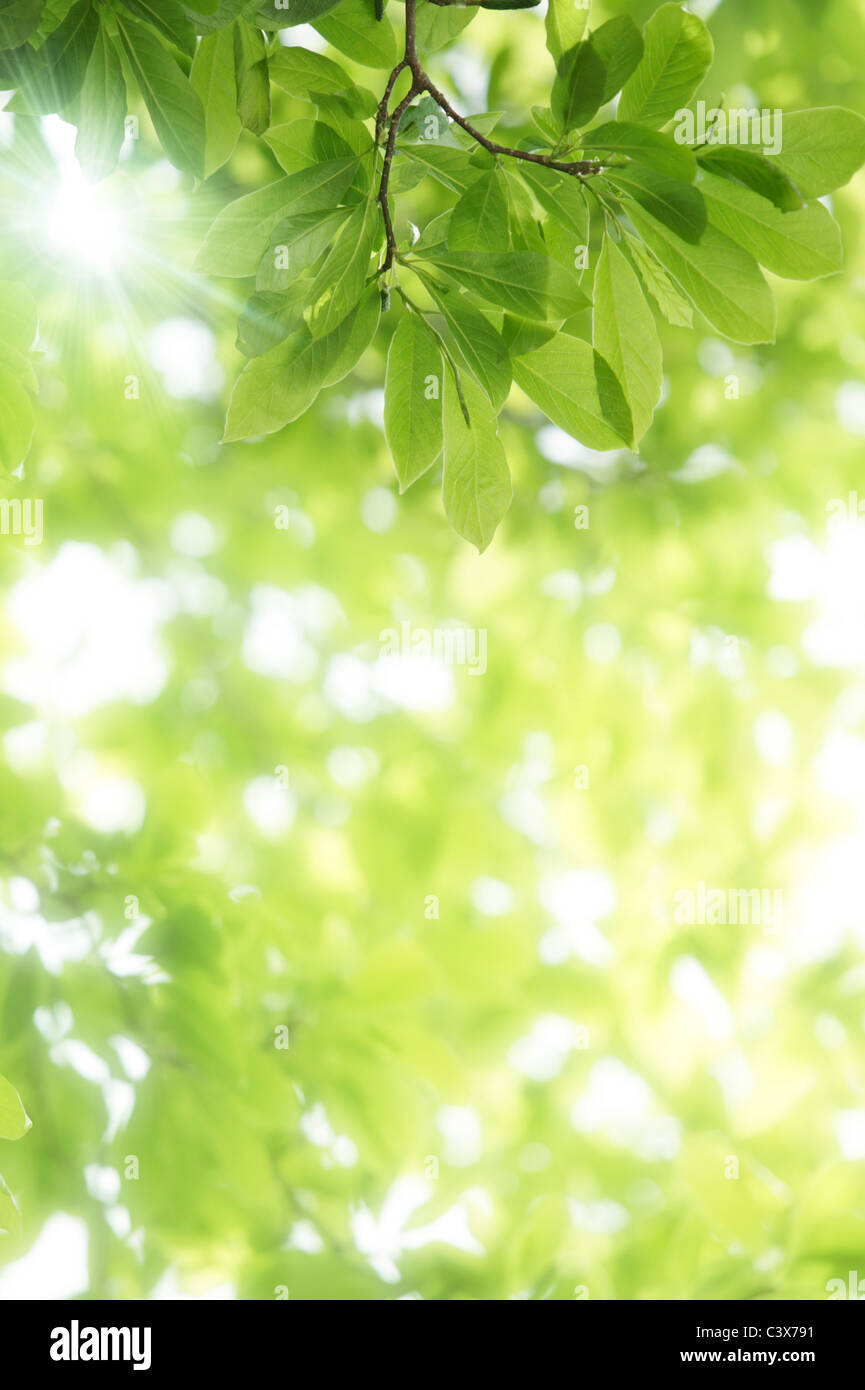 Baum, Nahaufnahme, Präfektur Chiba, Honshu, Japan Stockfoto