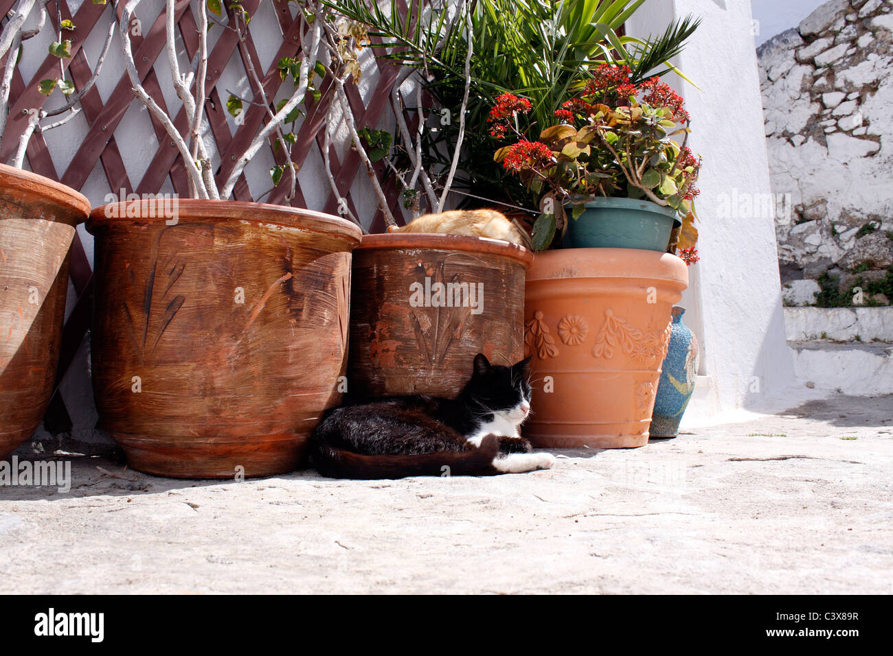 GRIECHISCHE KATZE SCHLÄFT IN EINER TRADITIONELLEN TÜR IM DORF LINDOS. RHODOS. Stockfoto