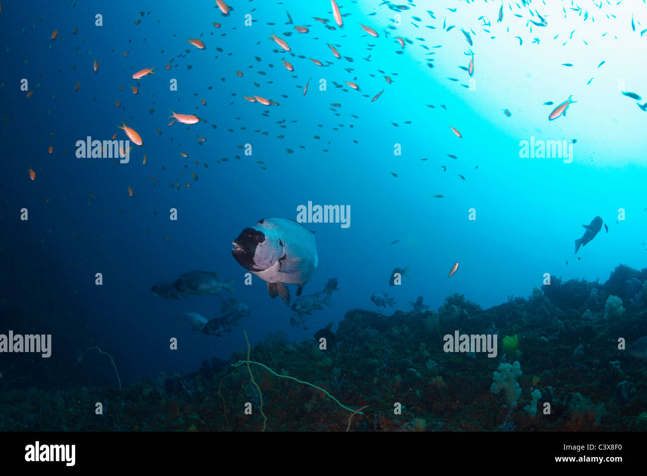 Gestreifte Beakperch Stockfoto