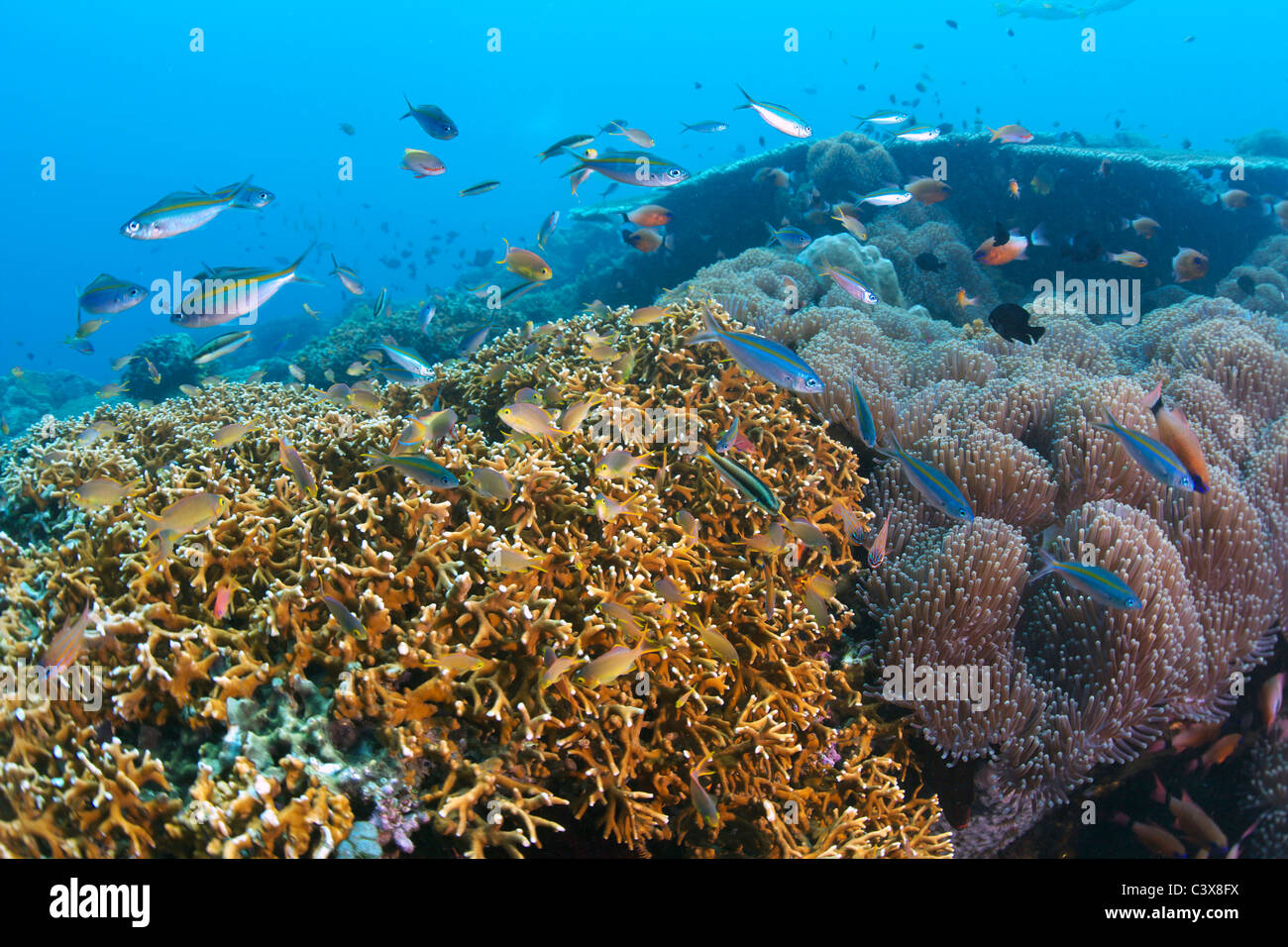 Pseudanthias Huchtii und Doublelined Füsiliere Stockfoto