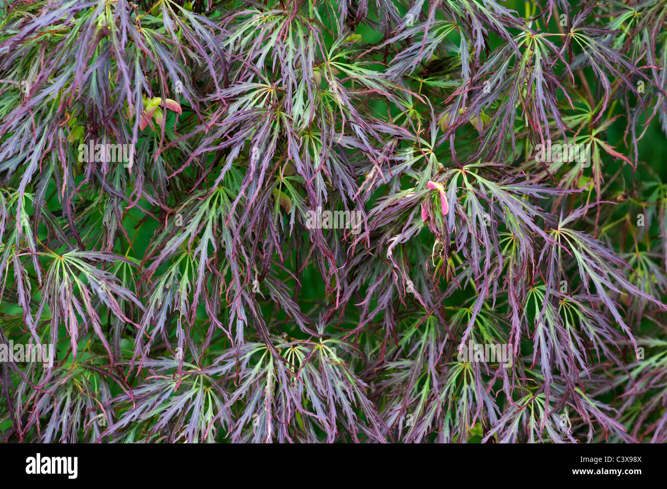 Acer Palmatum var. Dissectum. Glatte japanischer Ahorn Baumblätter und Samenkapseln Stockfoto