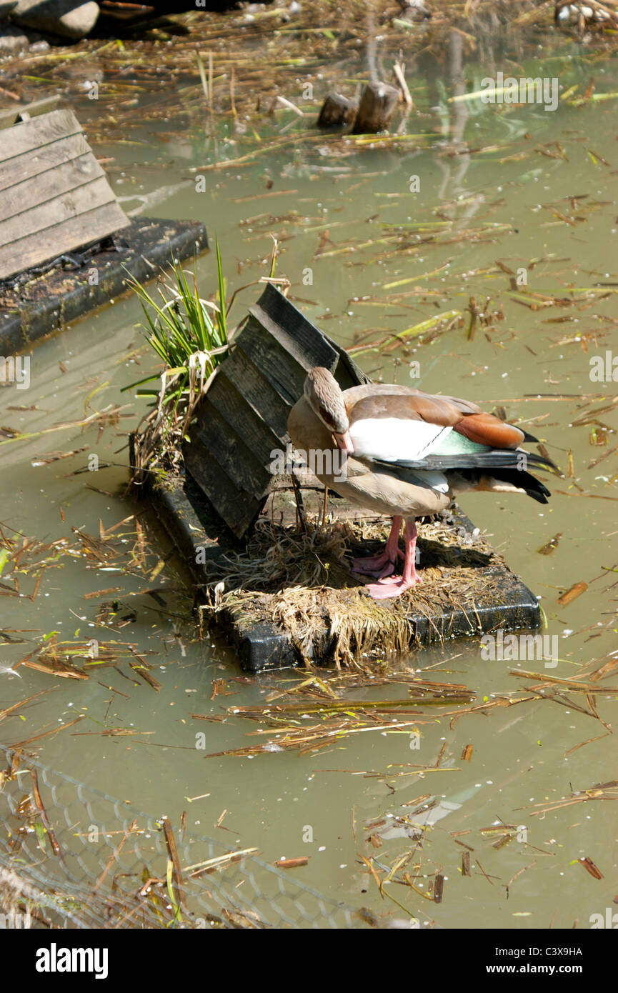 Ente in der Nähe von Nistkasten auf dem Wasser Stockfoto