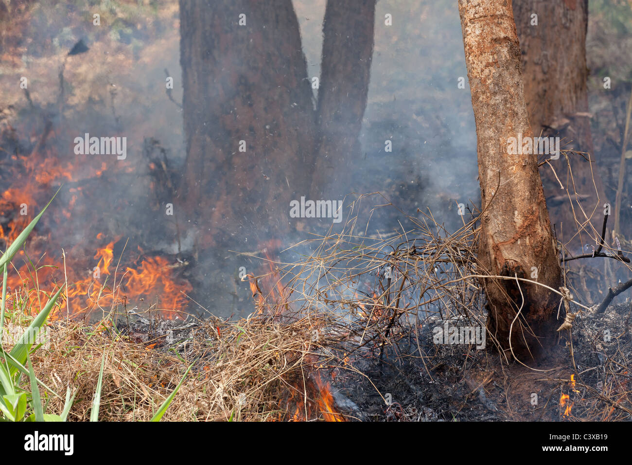 Feuer im tropischen Wald beginnt zu brennen Stockfoto