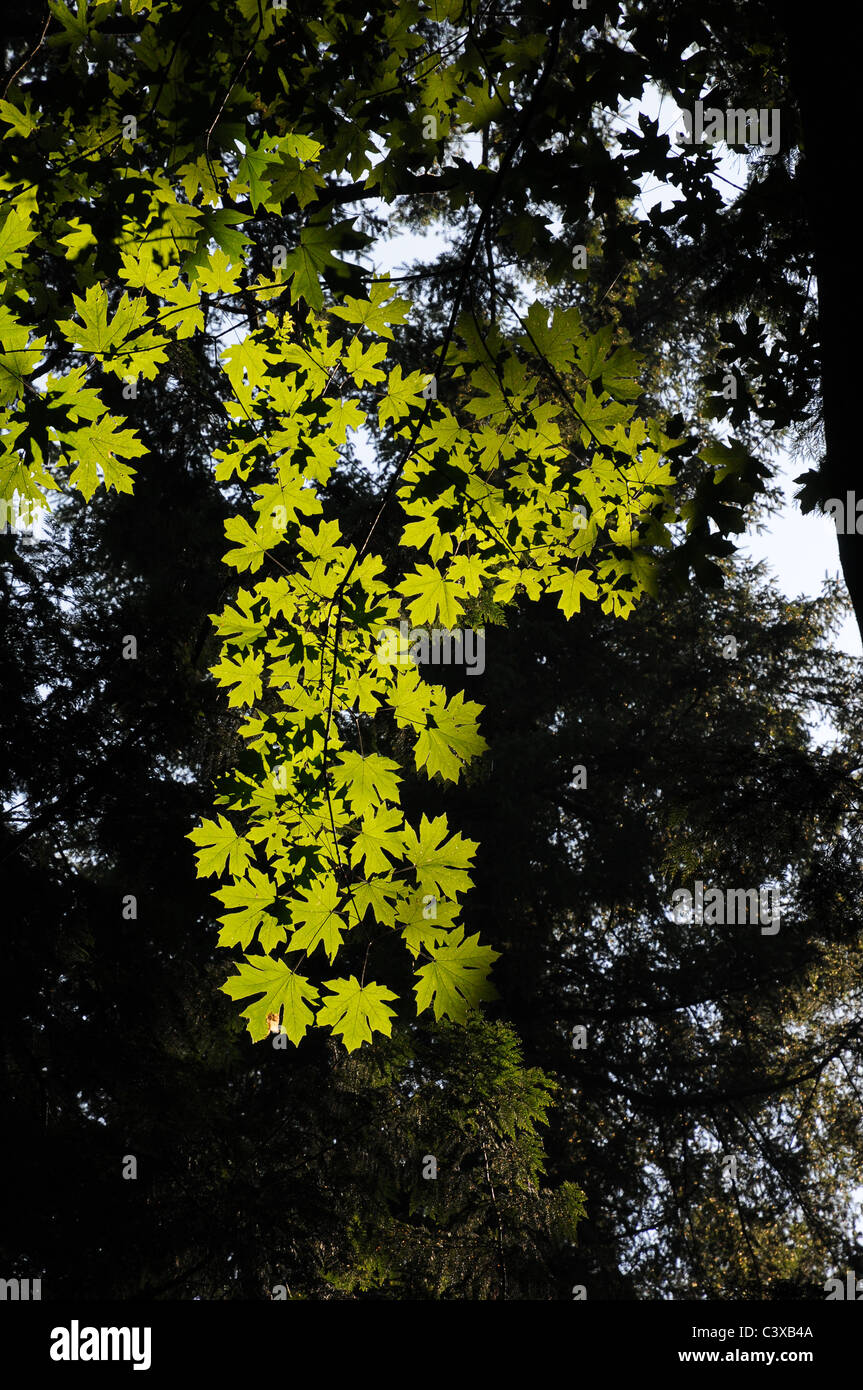 Blätter eines Baumes Big Leaf Maple, Hintergrundbeleuchtung durch die späte Nachmittagssonne im pazifischen Nordwesten, in der Nähe von Olympia, Washington Stockfoto