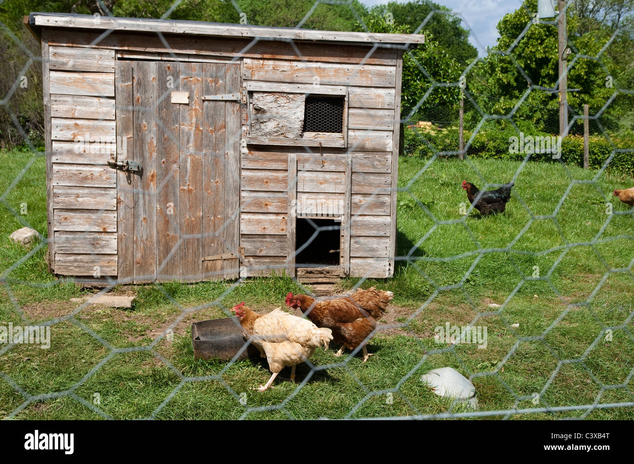 Hühnerstall mit Freerange glücklichen Hühnern. Cotswolds, UK. (Vordergrund Maschendraht softish kurzgefasst - Hühnerstall scharf.) Stockfoto