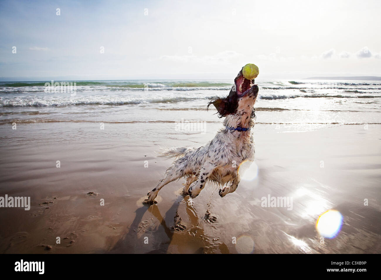 Hund fangen Tennisball am Strand Stockfoto